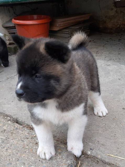 Američka Akita štenci